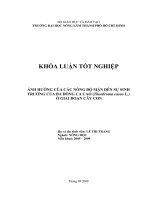 ẢNH HƯỞNG CỦA CÁC NỒNG ĐỘ MẶN ĐẾN SỰ SINH TRƯỞNG CỦA BA DÒNG CA CAO (Theobroma cacao L.) Ở GIAI ĐOẠN CÂY CON