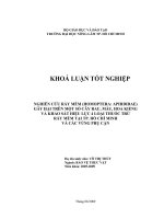 NGHIÊN CỨU RẦY MỀM (HOMOPTERA: APHIDIDAE) GÂY HẠI TRÊN MỘT SỐ CÂY RAU, MÀU, HOA KIỂNG VÀ KHẢO SÁT HIỆU LỰC 4 LOẠI THUỐC TRỪ RẦY MỀM TẠI TP. HỒ CHÍ MINH VÀ CÁC VÙNG PHỤ CẬN
