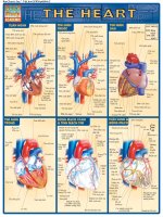 Quickchart tim (tiếng việt)