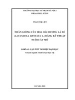 Khoá luận tốt nghiệp Nhân giống in vitro cây hoa Oải hương lá xẻ (Lavandula dentata L.) bằng kỹ thuật nuôi cấy mô