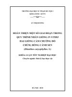 Hoàn thiện một số giai đoạn trong quy trình nhân giống in vitro hai giống Cẩm chướng Đỏ chùm, Hồng cánh sen (Dianthus caryophyllus)