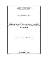 Phân lập gen mã hóa protein Lc điều hòa sinh tổng hợp Anthocyanin từ cây ngô nếp địa phương (Luận văn thạc sĩ)