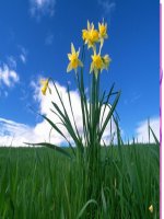 chuyen de cau bi dong