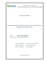 Tạo chế phẩm diệt sâu khoang spodoptera litura từ dịch nuôi cấy vi khuẩn serratia marcescens SH1 