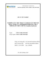 Nghiên cứu thu nhận và khảo sát một số hoạt tính của sophorolipids qua quá trình lên men chủng candida bombicola 