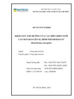 Khảo sát ảnh hưởng của các điều kiện nuôi cấy bán rắn lên sự hình thành bào tử metarhizium anisopliae