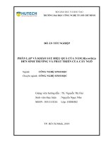 Phân lập và khảo sát hiệu quả của nấm mycorhiza đến sinh trưởng, phát triển của cây ngô 