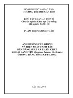 Ảnh hưởng của giống và biện pháp canh tác đến năng suất và phẩm chất khoai lang tím (ipomoea batatas (l ) lam ) ở đồng bằng sông cửu long tt 