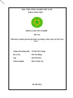 Phát hiện và đánh giá tính gây bệnh của Pepper yellow leaf curl Việt Nam virus (Khóa luận tốt nghiệp)