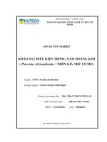 Khảo sát điều kiện trồng nấm hoàng kim (pleurotus citrinopilratus) trên giá thể vỏ mía 