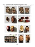 Forest Observer, Autonome Provinz Bozen, Abteilung Forstwirtschaft Vol 004-0219-0248