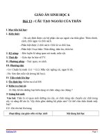 Giáo án Sinh học 6 bài 13: cấu tạo ngoài của thân