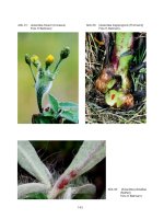 Forest Observer, Autonome Provinz Bozen, Abteilung Forstwirtschaft Vol 004-0143-0186