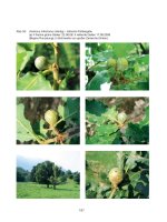 Forest Observer, Autonome Provinz Bozen, Abteilung Forstwirtschaft Vol 004-0187-0218