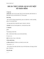 Giáo án Sinh học 7 bài 20: Thực hành quan sát một số thân mềm