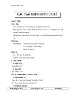 Giáo án Sinh học 6 bài 10: cấu tạo miền hút của rễ