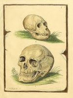 Die Säugthiere in Abbildungen nach der Natur PLATES Part 3, Schreber and Al