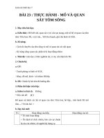 Giáo án Sinh học 7 bài 23: Thực hành mổ và quan sát tôm sống