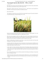 Thu hoạch lúa lúc độ chín 85   90%, vì sao    làm giàu bằng nghề nông