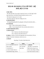 Giáo án Sinh học 7 bài 49: Đa dạng của lớp thú (tiếp theo) bộ dơi và bộ cá voi