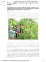 Trồng rừng gỗ lớn nhiều lợi ích, thu nhập lên tới 160 triệu ha   làm giàu bằng nghề nông