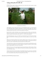 Trồng măng tây trên đất cát   làm giàu bằng nghề nông