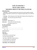 Giáo án Sinh học 7 bài 28: Thực hành xem băng hình về tập tính của sâu bọ
