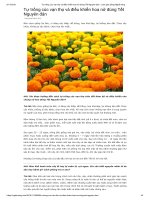 Tự trồng cúc vạn thọ và điều khiển hoa nở đúng tết nguyên đán   làm giàu bằng nghề nông