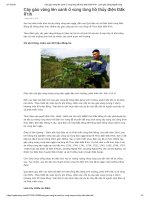 Cây gáo vàng lên xanh ở vùng lòng hồ thủy điện đăk r’tih   làm giàu bằng nghề nông