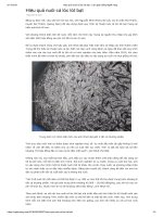 Hiệu quả nuôi cá lóc lót bạt   làm giàu bằng nghề nông