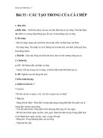 Giáo án Sinh học 7 bài 33: Cấu tạo trong của cá chép