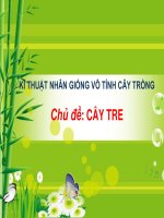NHAN GIONG VO TINH CAY TRE