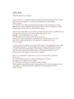 Hợp âm guitar cây dừa 