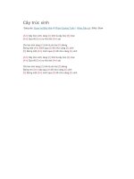 Hợp âm guitar cây trúc xinh 