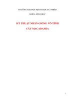 nhan giong vo tinh cay mac ca