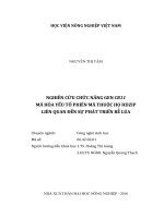 nghiên cứu chức năng gen cr11 mã hóa yếu tố phiên mã thuộc họ hdzip liên quan đến sự phát triển rễ lúa 