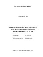 nghiên cứu bệnh lở cổ rễ (rhizoctonia solani) và bệnh thối hạch (sclerotinia sclerotiorum) hại cải bắp tại đông anh, hà nội 