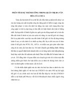 Phân tích sự thành công trong quản trị đa văn hóa của coca 