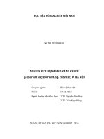 nghiên cứu bệnh héo vàng chuối (fusarium oxysporum f  sp  cubense) ở hà nội 