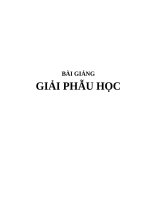 bài giảng giải phẩu học 1