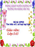 Giáo án Tìm hiểu một số loài hoa