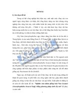 Nghiên cứu nhân giống loài nưa krausei (amorphophallus krausei engl ) bằng phương pháp nuôi cấy mô 