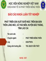 PHÁT TRIỂN sản XUẤT bưởi múc TRÊN địa bàn THÔN LÀNG múc, xã THÁI NIÊN, HUYỆN bảo THẮNG, TỈNH lào CAI 