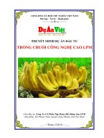 Thuyết minh dự án đầu tư Trồng chuối Công nghệ cao 1000 ha tỉnh Tây Ninh   www.duanviet.com.vn  0918755356