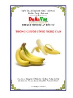 Thuyết minh dự án đầu tư Trồng chuối Công nghệ cao 2000 ha tỉnh Bình Phước   www.duanviet.com.vn  0918755356