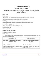 Giáo án Sinh học 9 bài 39: Thực hành tìm hiểu thành tựu chọn giống vật nuôi và cây trồng