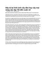 Hãy tả lại hình ảnh cây đào hay cây mai vàng vào dịp tết đến xuân về