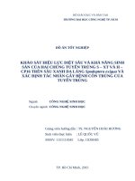 Khảo sát hiệu lực diệt sâu và khả năng sinh sản của hai chủng tuyến trùng s – XT và h – CP16 trên sâu xanh da láng spodoptera exigua và xác định tác nhân gây bệnh côn trùng của tuyến trùng 