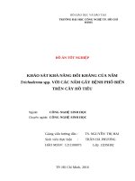 Khảo sát khả năng đối kháng của nấm trichoderma spp  với các nấmgây bệnh phổ biến trên cây hồ tiêu 