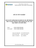 Sản xuất nấm paecilomyces sp  để phòng trừ tuyến trùng meloidogyne sp  gây hại trên cây hồ tiêu 